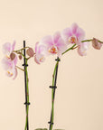 4" Double Stemmed Orchid