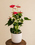 Anthurium Plant