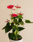 Anthurium Plant