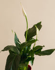 Large Peace Lily