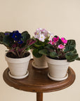 African Violet