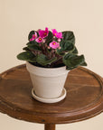 African Violet