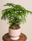 Norfolk Pine