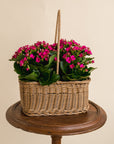 Large Kalanchoe Basket