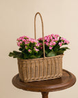 Large Kalanchoe Basket