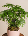 Norfolk Pine