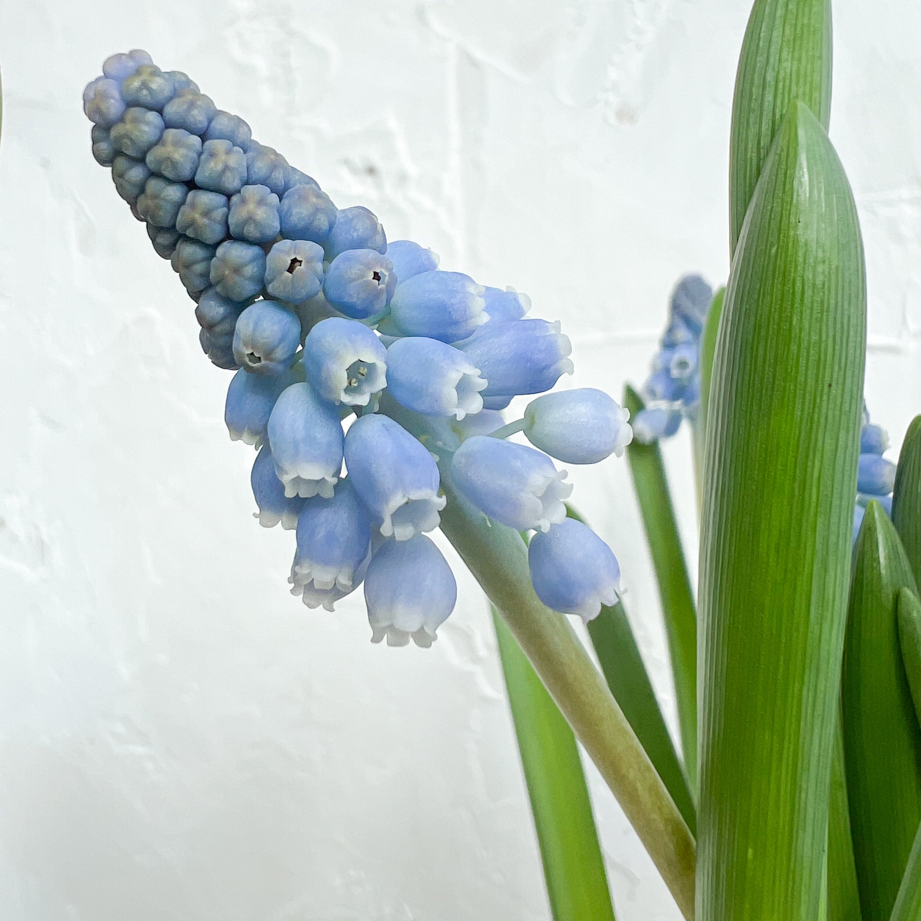 Small Potted Muscari