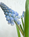 Small Potted Muscari