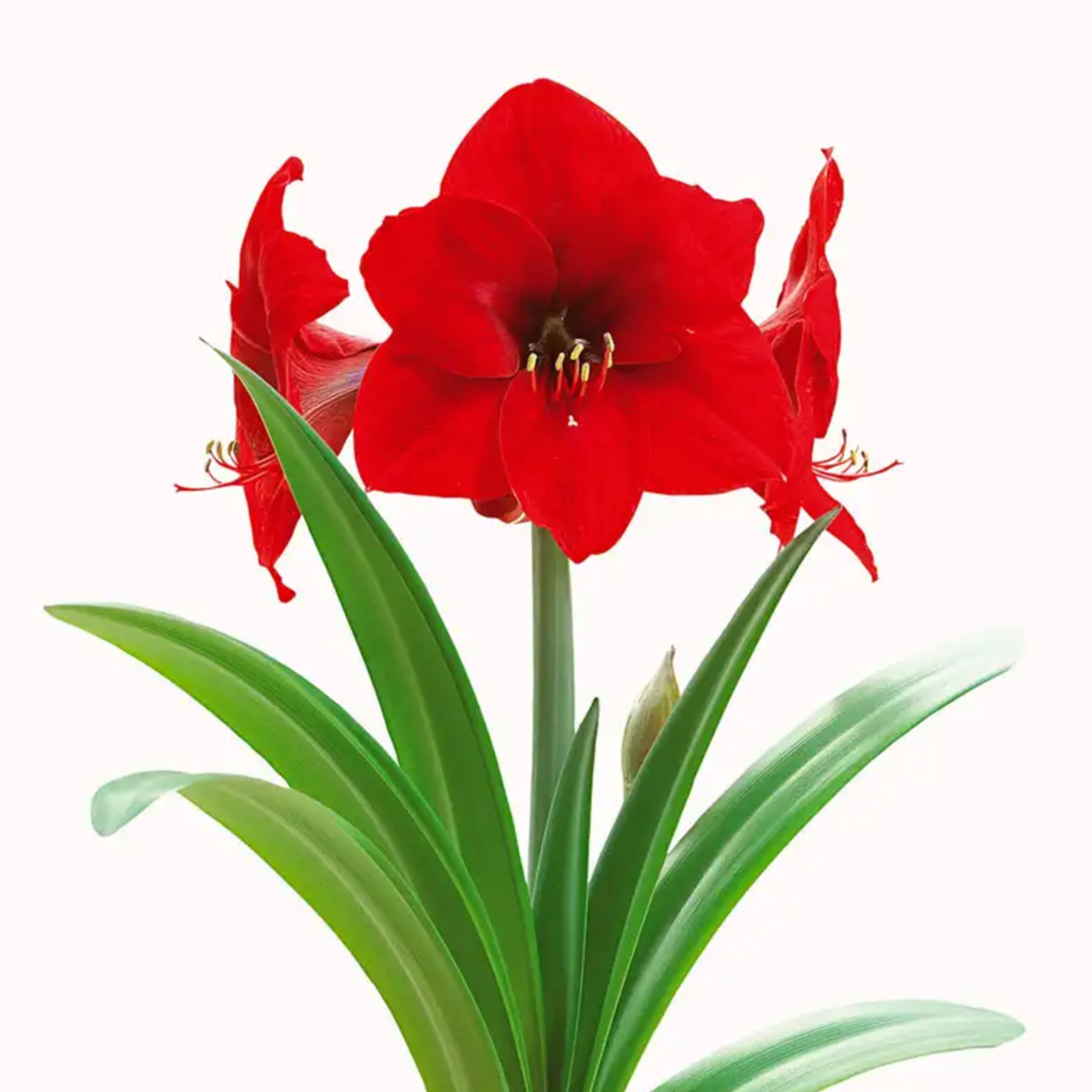 Amaryllis