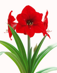 Amaryllis